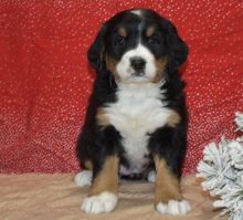 Stunning Bernes Mountain Puppies Ready