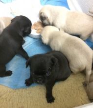 Super Smart Pug Puppies Available