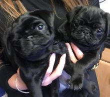 Sweet 11 Weeks Old Pug Puppies