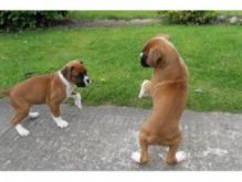 Two Gorgeous Boxer puppies available for adoption now.
