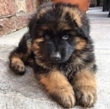 Two Top Class German Shepherd Puppies Available