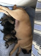 Well Socialized Pug Puppies Available