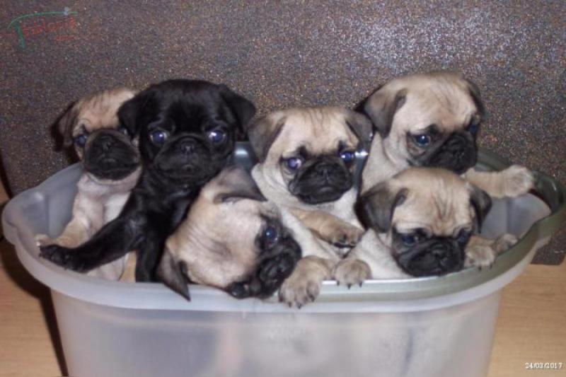 100% Pug Puppies Ready To Go ! Image eClassifieds4u