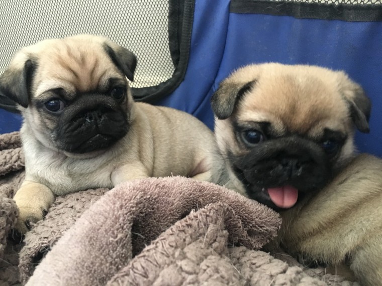 7 Litter Mates Pug Puppies Image eClassifieds4u