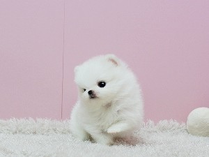 Absolutely Charming Pomeranian with great pedigree. Image eClassifieds4u