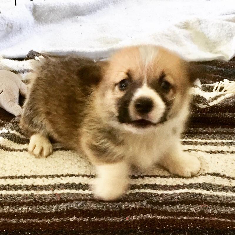 Ckc Welsh Corgi Puppies ??Email at us ?? ?? [ mountjordan17@gmail.com ] Image eClassifieds4u