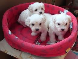 Cute White Male and Female Teacup Maltese Puppies Ready For New Homes Image eClassifieds4u
