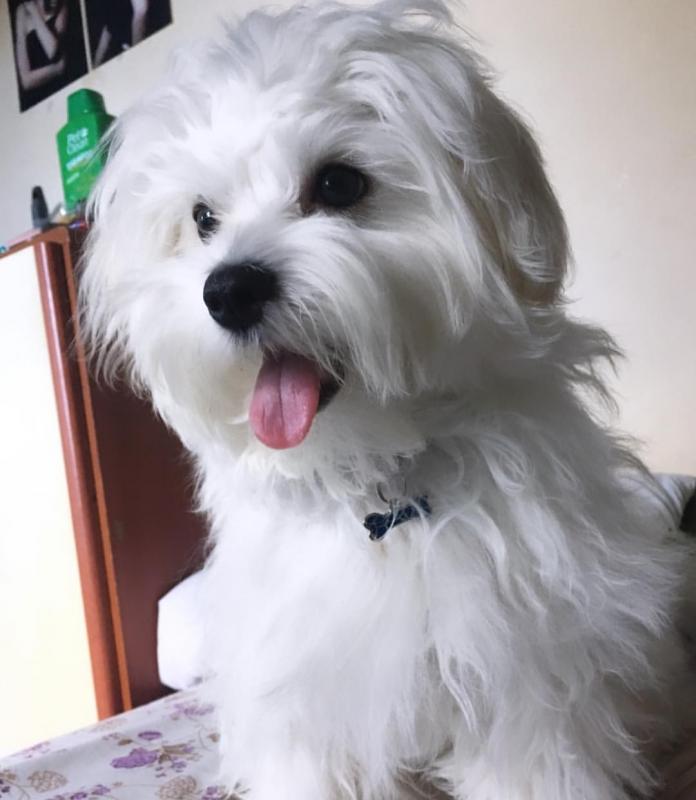 Fabulous Ckc Maltese Puppies Available Image eClassifieds4u
