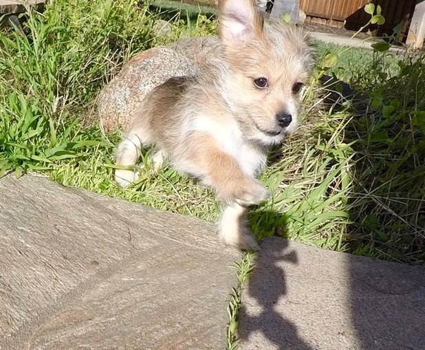 Gorgeous ckc Morkie puppies available Image eClassifieds4u