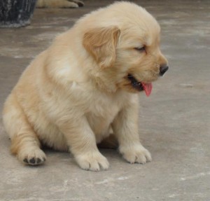 Gorgeous male and female Golden Retriever puppies adoption Image eClassifieds4u