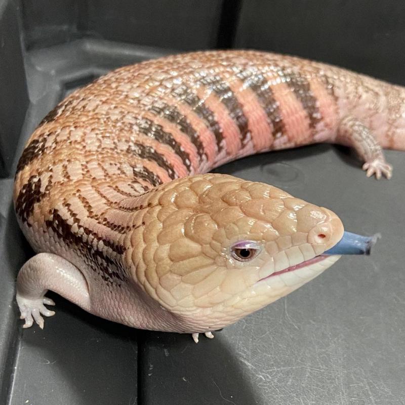 Healthy Captive Bred Turtles, Chameleons, Tortoises, Tegu and Iguanas Image eClassifieds4u