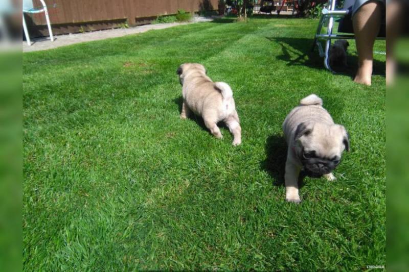 Loving CKC Pug Pups Image eClassifieds4u