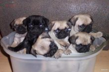 100% Pug Puppies Ready To Go ! Image eClassifieds4U