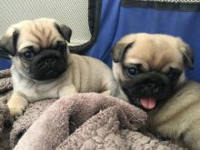 7 Litter Mates Pug Puppies Image eClassifieds4U