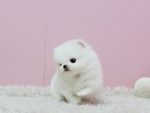 Absolutely Charming Pomeranian with great pedigree. Image eClassifieds4U