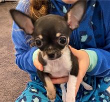Absolutely Healthy Chihuahua puppies Image eClassifieds4U