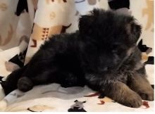 Ckc German Shepherd Puppies For Adoption Image eClassifieds4U