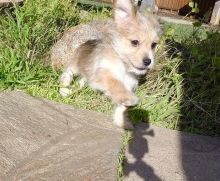 Gorgeous ckc Morkie puppies available Image eClassifieds4U