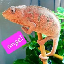 Healthy Captive Bred Turtles, Chameleons, Tortoises, Tegu and Iguanas Image eClassifieds4u 3