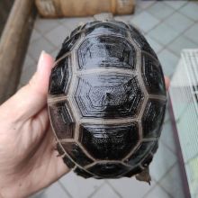 Healthy Captive Bred Turtles, Chameleons, Tortoises, Tegu and Iguanas Image eClassifieds4u 4