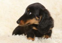 Remarkable Ckc ?? Dachshund Puppies ?? Email at us ?? ?? [ mountjordan17@gmail.com ] Image eClassifieds4U