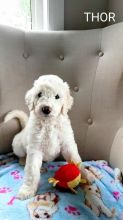 Standard poodle puppies Image eClassifieds4u 2