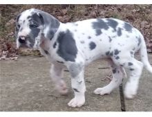 Two Top Class Great Dane Puppies Available Image eClassifieds4U