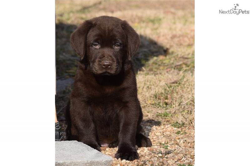 Magnificent Labrador Retriever Puppies Available Image eClassifieds4u