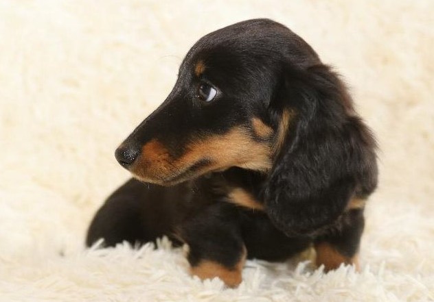 Remarkable Ckc ?? Dachshund Puppies ?? Email at us ?? ?? [ mountjordan17@gmail.com ] Image eClassifieds4u