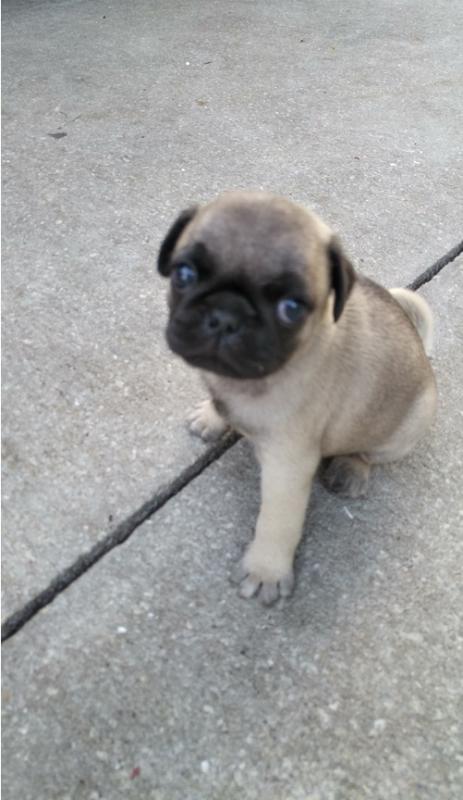 Silky and Shiny Pug Puppies Image eClassifieds4u