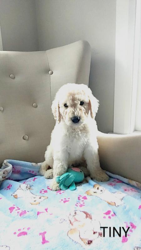 Standard poodle puppies Image eClassifieds4u