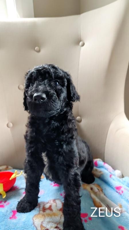 Standard poodle puppies Image eClassifieds4u