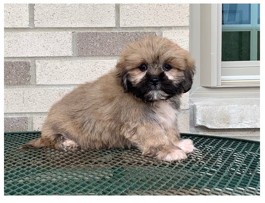 Teacup Lhasa Apso Puppies for Rehoming. Image eClassifieds4u