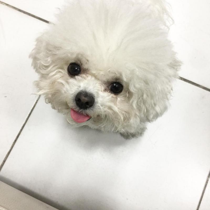 Top Quality Bichon Frise Puppies for re homing Text at : 709 260 5613 Image eClassifieds4u