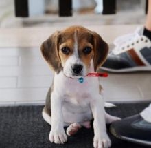Ckc Beagle Puppies For Re-Homing Email at us [ mountjordan17@gmail.com ]