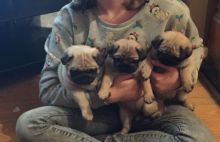Well Trained 4/4 Pug Puppies