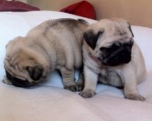 Absolutely Gorgeous Pug Puppies