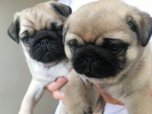 Cute and Enthusiastic Pug Puppies
