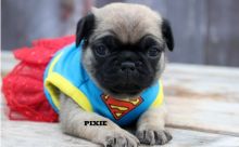 Darling Pug Puppies Available Now