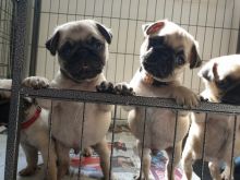 Devoted Pug Puppies