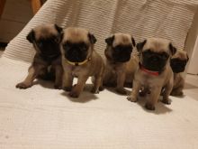 Healthy Pug Puppies Ready To Go!
