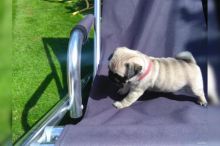 Home Raised Pug Puppies!