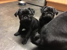House Broken Pug Puppies Available