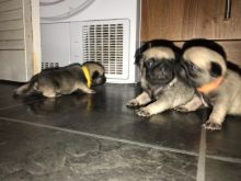 Leach and Potty Trained Pug Puppies