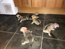 Nice and Healthy Pug Puppies