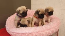 Potty Trained Pug Puppies