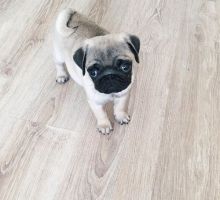 Super Cute and Healthy Pug Puppies