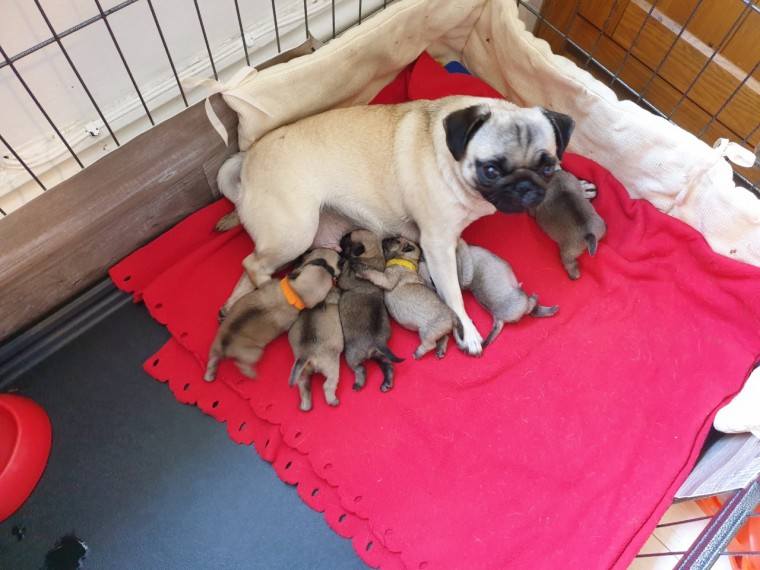 Affordable Pug Puppies Image eClassifieds4u