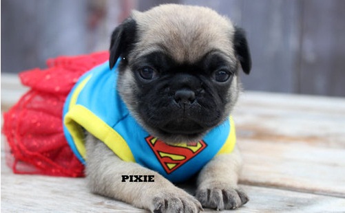Darling Pug Puppies Available Now Image eClassifieds4u