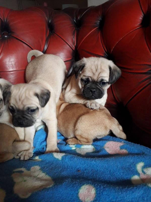 Health Guaranteed Pug Puppies Image eClassifieds4u